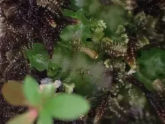 Blytt's Ruffwort thumbnail 2
