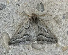 Tetracis formosa thumbnail 2