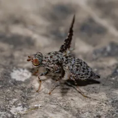 Callopistromyia strigula thumbnail 3