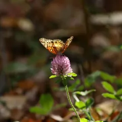 Variegated Fritillary thumbnail 4