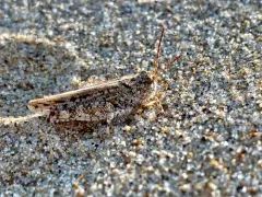 Helfer's Dune Grasshopper thumbnail 3