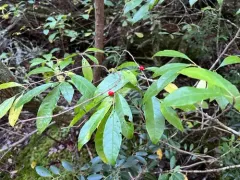 Smooth Winterberry thumbnail 3