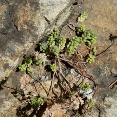 white stonecrop thumbnail 3