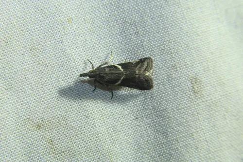 Crescent-winged Caudellia Moth