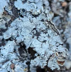 Smooth Axil-bristle Lichen thumbnail 4