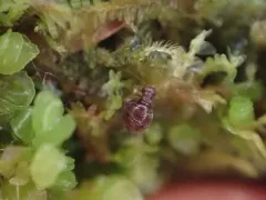 Caurinus dectes thumbnail 3