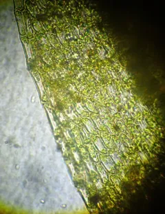 Bordered Brook Moss thumbnail 1