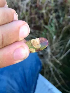 Coleophora ledi thumbnail 1