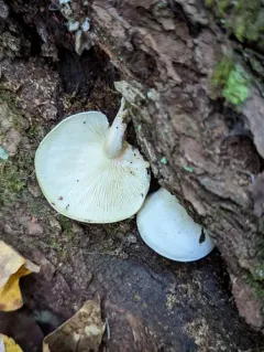 Bonestem thumbnail 3