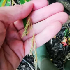 stout wood reed thumbnail 4