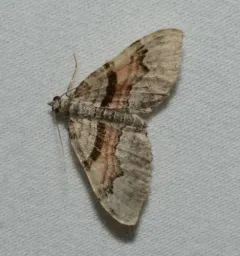 Packard's Carpet thumbnail 2