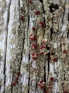 Ophioparma rubricosa thumbnail 4