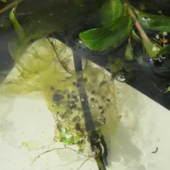 Long-toed Salamander thumbnail 2