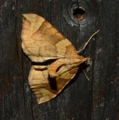 Currant Eulithis Moth thumbnail 2