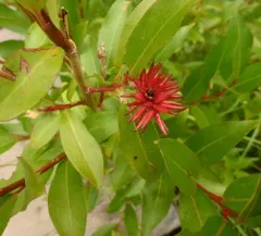 Autumn Willow thumbnail 1