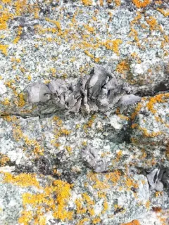 Shag-Belly Stippleback Lichen thumbnail 1