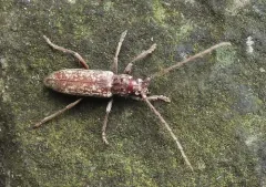 Robust Oak Borer thumbnail 2