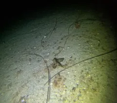 Flying Gurnard thumbnail 3
