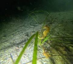 Northern Seahorse thumbnail 4