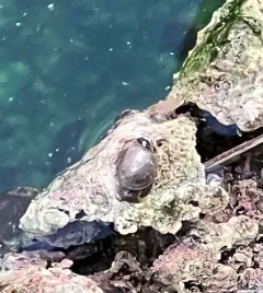 Banff Springs Snail thumbnail 4