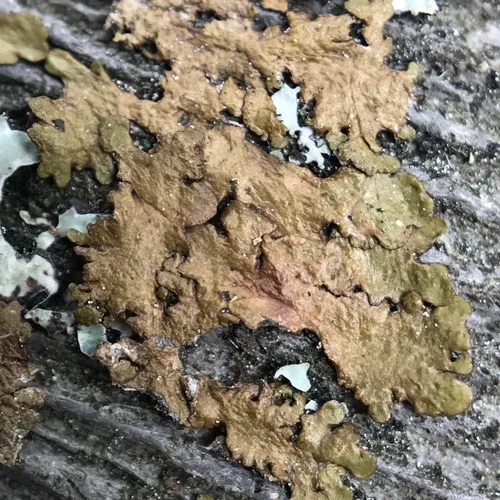 Polished Camouflage Lichen
