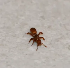 Wide-legged Citronella Ant thumbnail 2