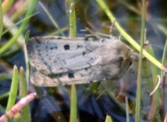 Quadrangle Dart thumbnail 2