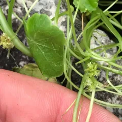 American Water-pennywort thumbnail 2