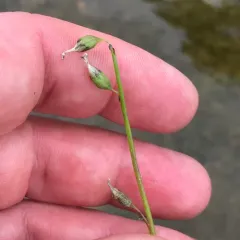 Water Lobelia thumbnail 4