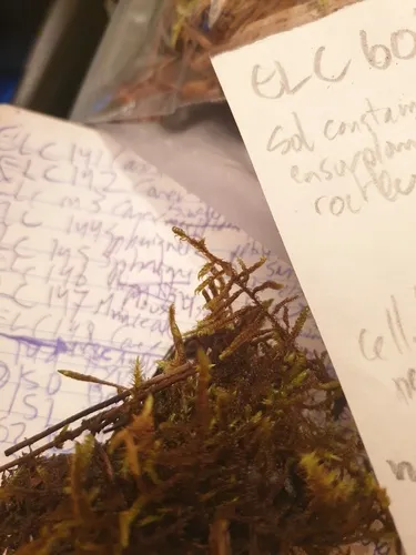 Intermediate Hook-moss