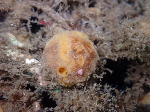 California puffball sponge
