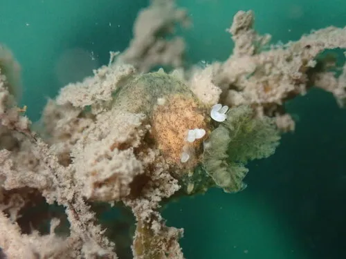Eelgrass Palio