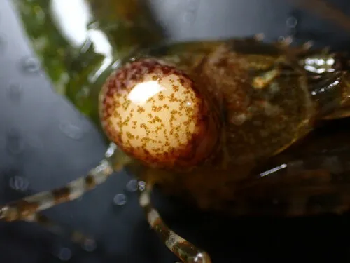 Bopyroides hippolytes