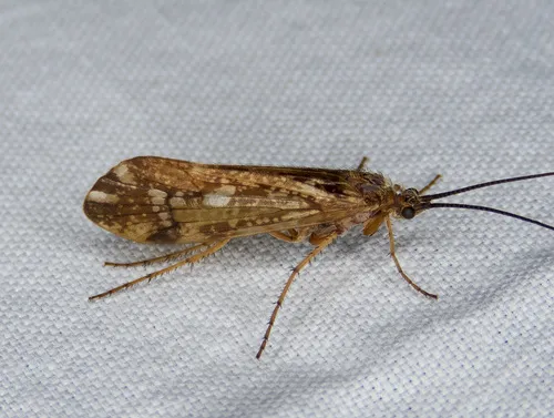 Limnephilus kalama
