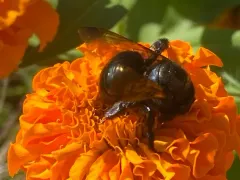 Western Carpenter Bee thumbnail 3