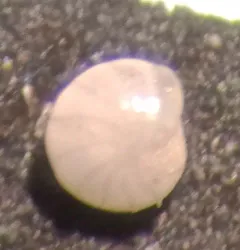 Elphidiella groenlandica thumbnail 1