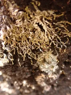Braided Frostwort thumbnail 3