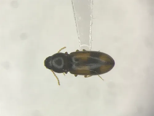 Large-chested Click Beetle