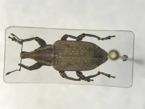 Listronotus caudatus