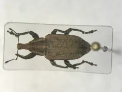 Listronotus caudatus thumbnail 1