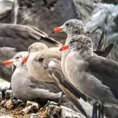 Heermann's Gull thumbnail 1