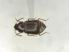Olophrum obtectum thumbnail 2