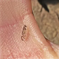 F-winged Barklouse thumbnail 2