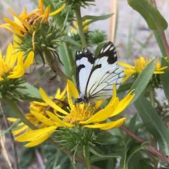 Pine White thumbnail 4