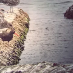Black Oystercatcher thumbnail 3