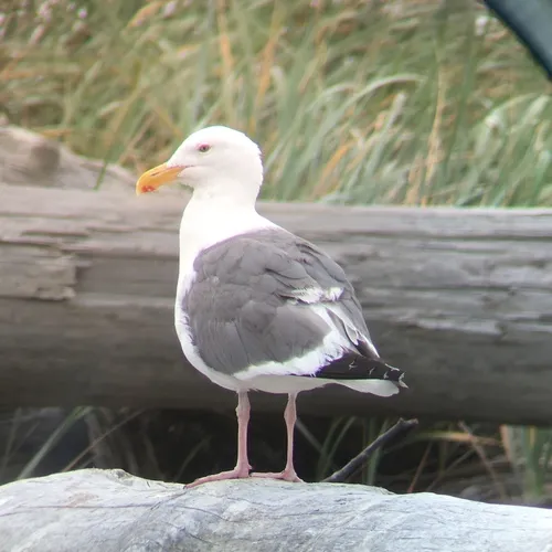 Western Gull