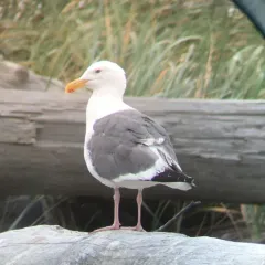 Western Gull thumbnail 1