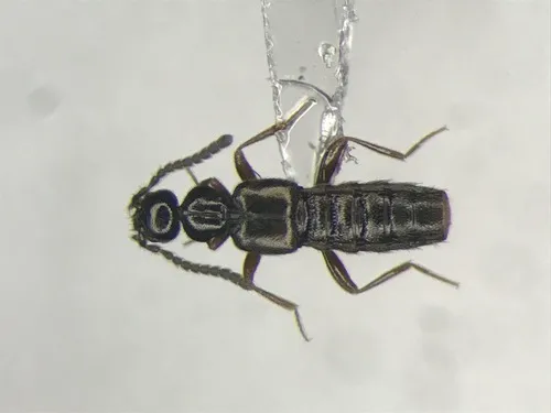 Dissected Minute Rove Beetle