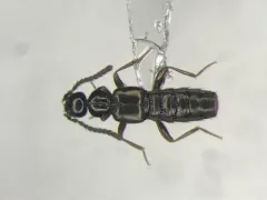 Dissected Minute Rove Beetle thumbnail 1