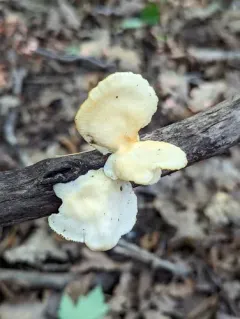 Neofavolus suavissimus thumbnail 3